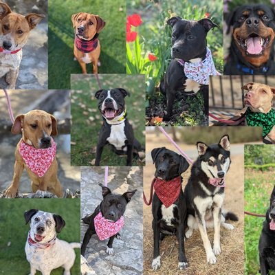 We take in about 200 dogs per year.